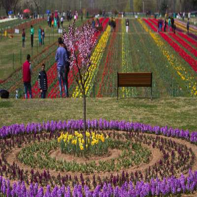Tulip Festival Travel